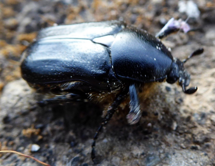 Coleottero sconosciuto: Cetoniidae, Aethiessa sp. (cfr.)